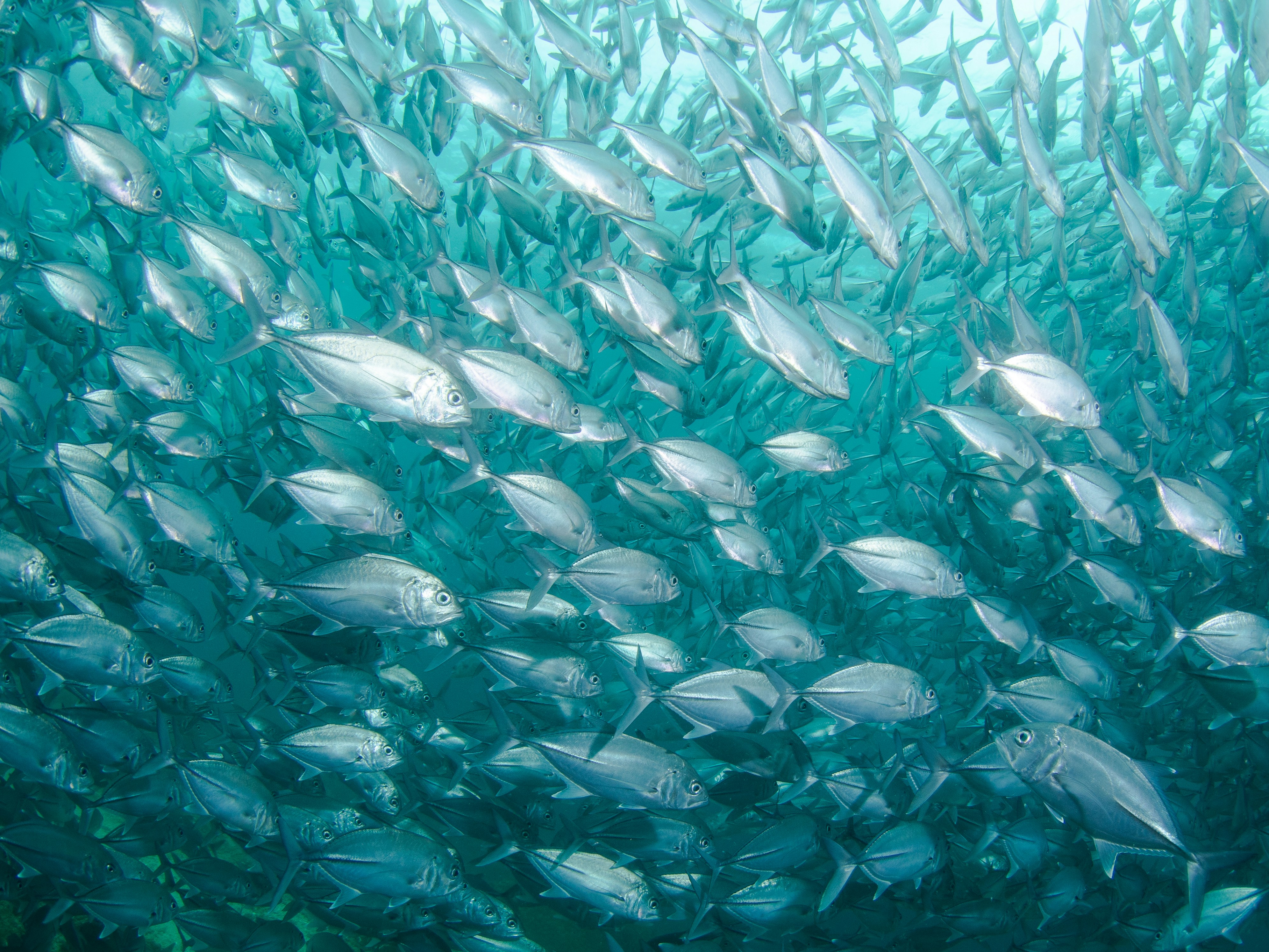 Global seafood trade operations