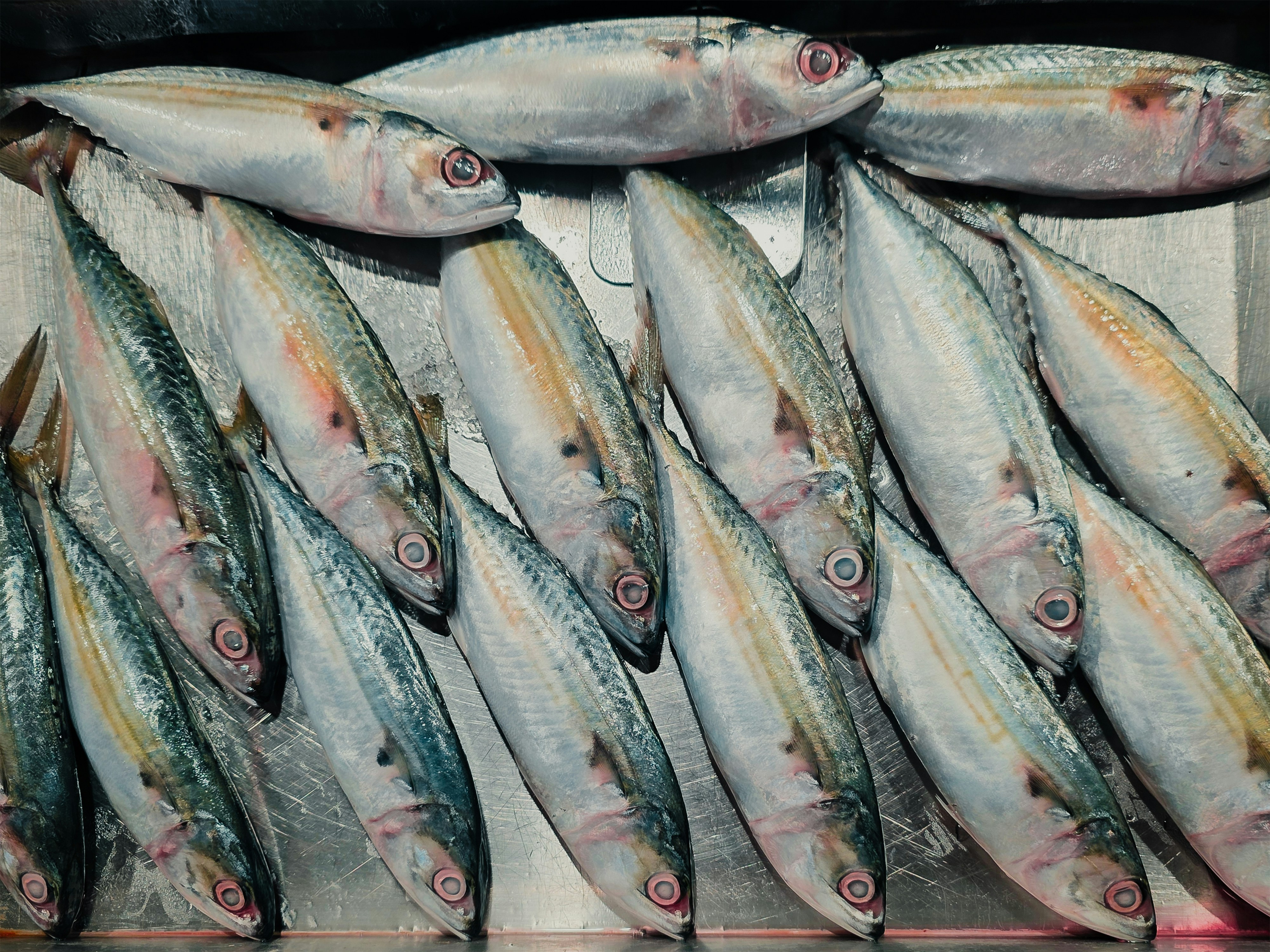 Indian mackerel