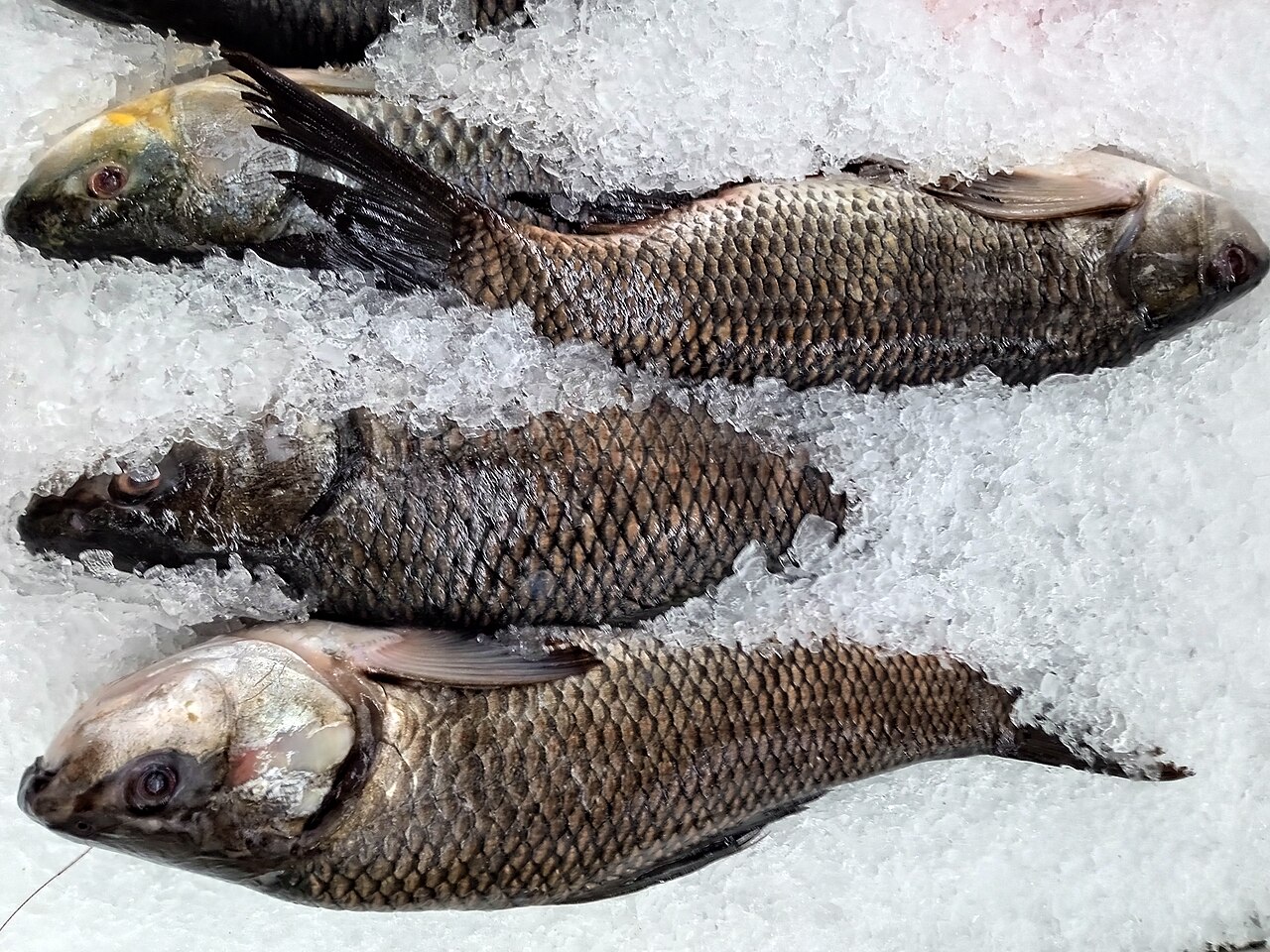 Rohu fish