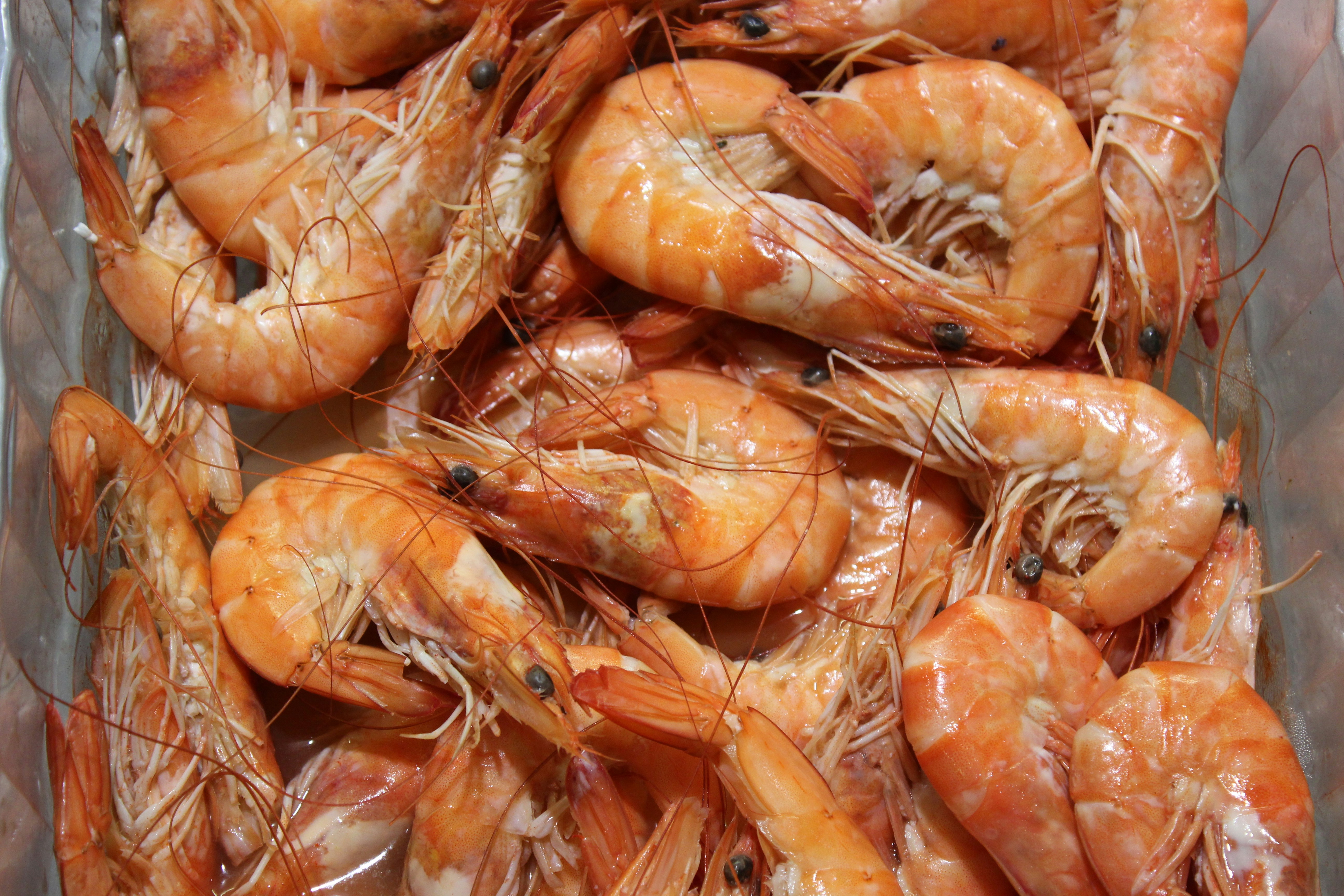Shrimp (all varieties)