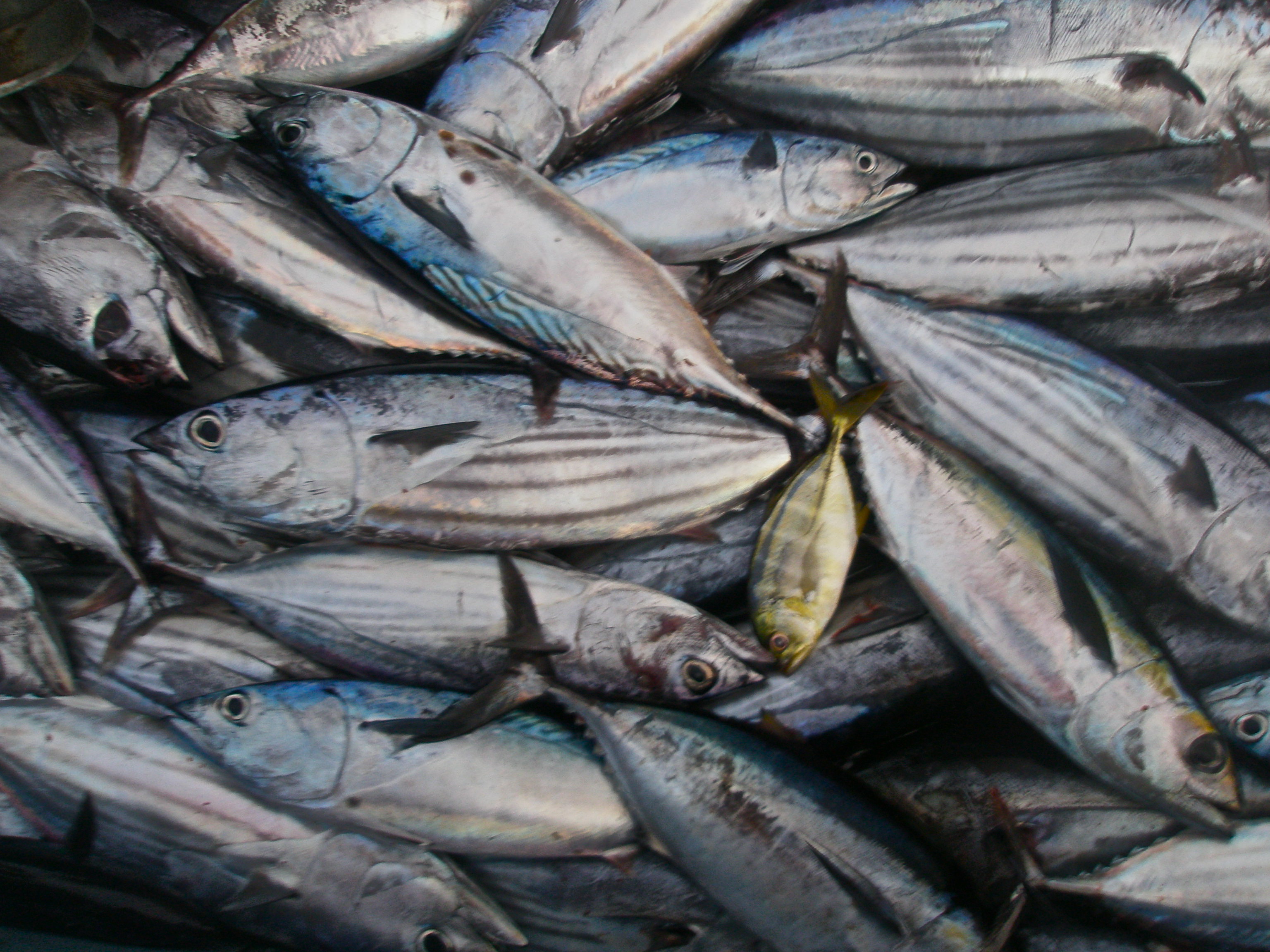 Tuna